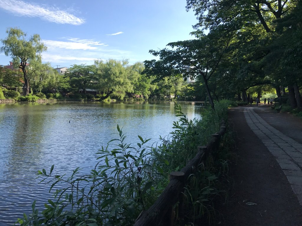 石神井公園でペルセウス座流星群をみたい