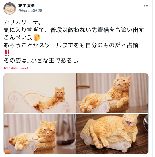 【似てる】花江夏樹の飼い猫が2匹ともかわいい！名前と見分け方をお伝えします