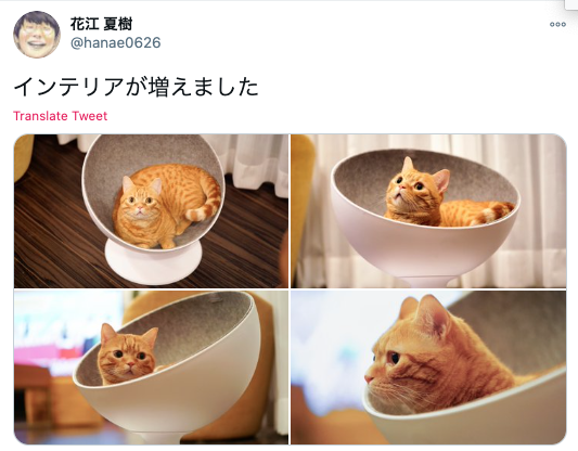 【似てる】花江夏樹の飼い猫が2匹ともかわいい！名前と見分け方をお伝えします