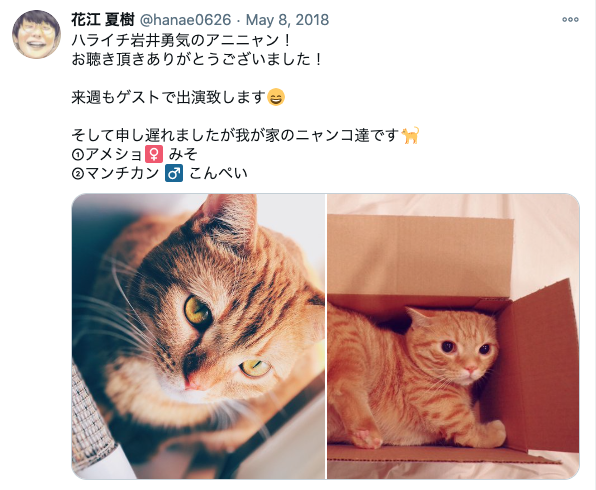 【似てる】花江夏樹の飼い猫が2匹ともかわいい！名前と見分け方をお伝えします