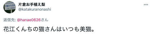 【似てる】花江夏樹の飼い猫が2匹ともかわいい！名前と見分け方をお伝えします