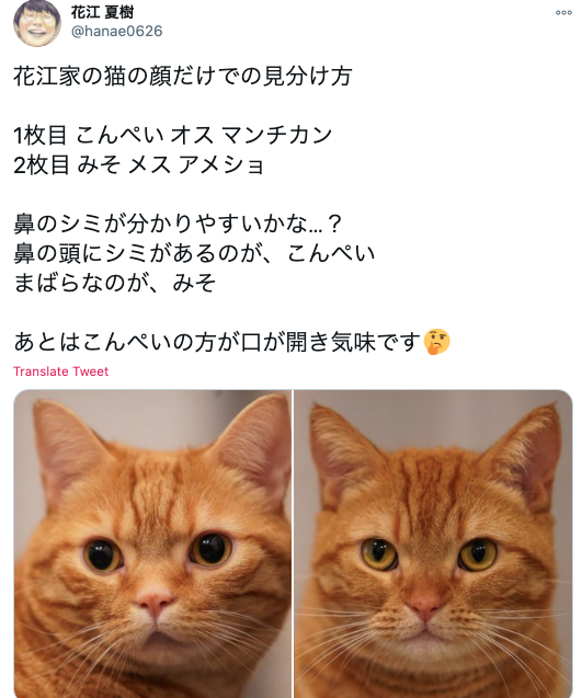 【似てる】花江夏樹の飼い猫が2匹ともかわいい！名前と見分け方をお伝えします