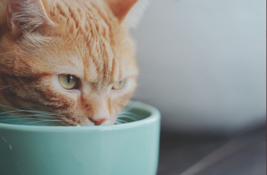 【似てる】花江夏樹の飼い猫が2匹ともかわいい！名前と見分け方をお伝えします