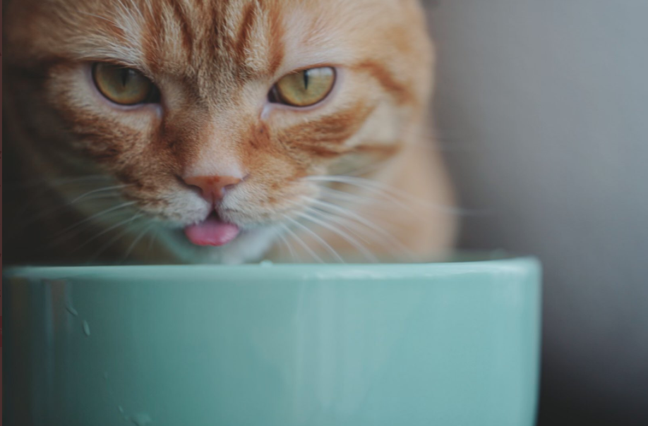 【似てる】花江夏樹の飼い猫が2匹ともかわいい！名前と見分け方をお伝えします